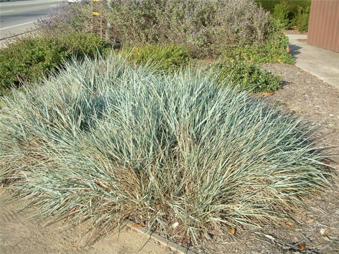 Plant photo of: Leymus condensatus 'Canyon Prince'