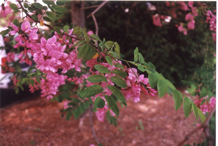 Plant photo of: Robinia x ambigua 'Idahoensis'