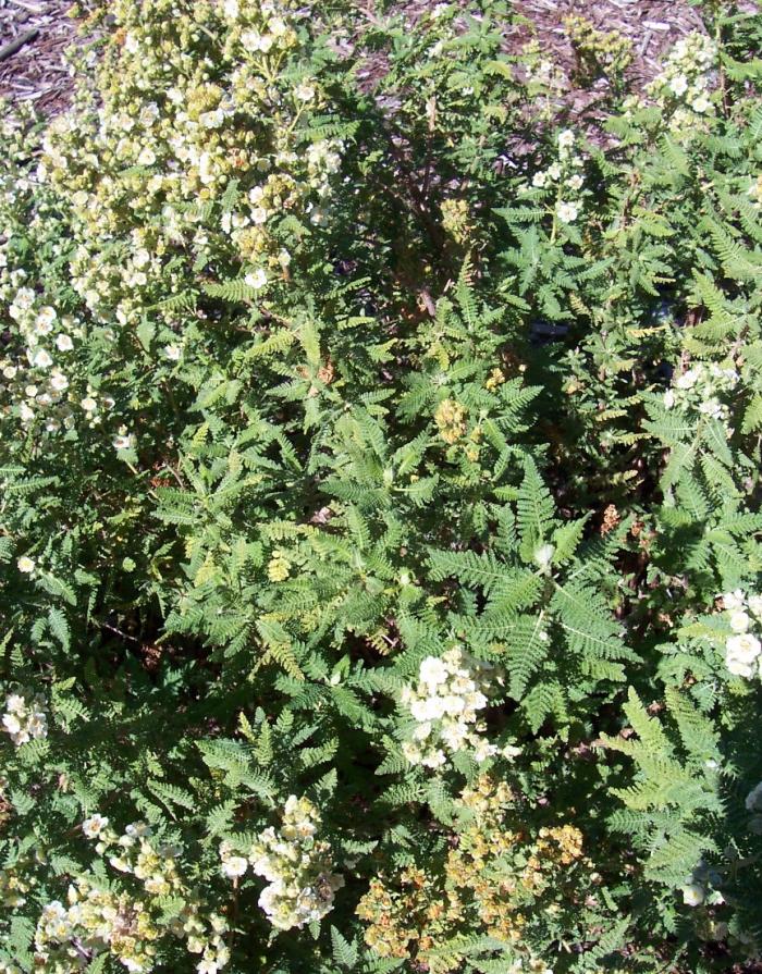 Plant photo of: Chamaebatiaria millefolium