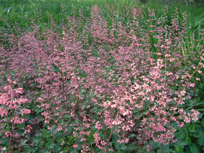 Plant photo of: Heuchera 'Wendy'