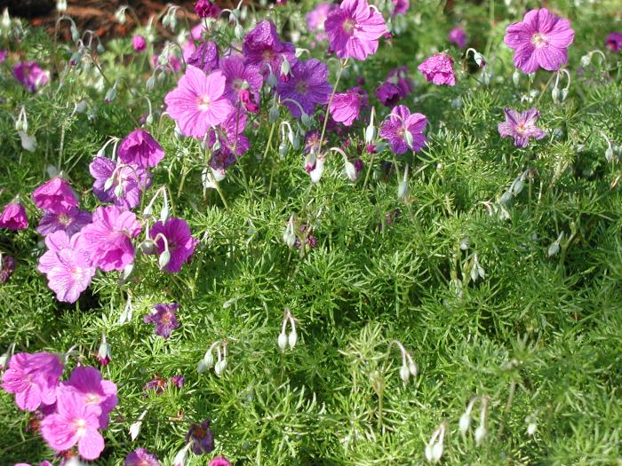 Plant photo of: Geranium incanum