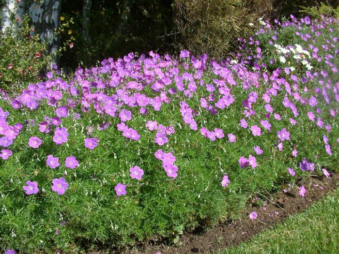 Plant photo of: Geranium incanum