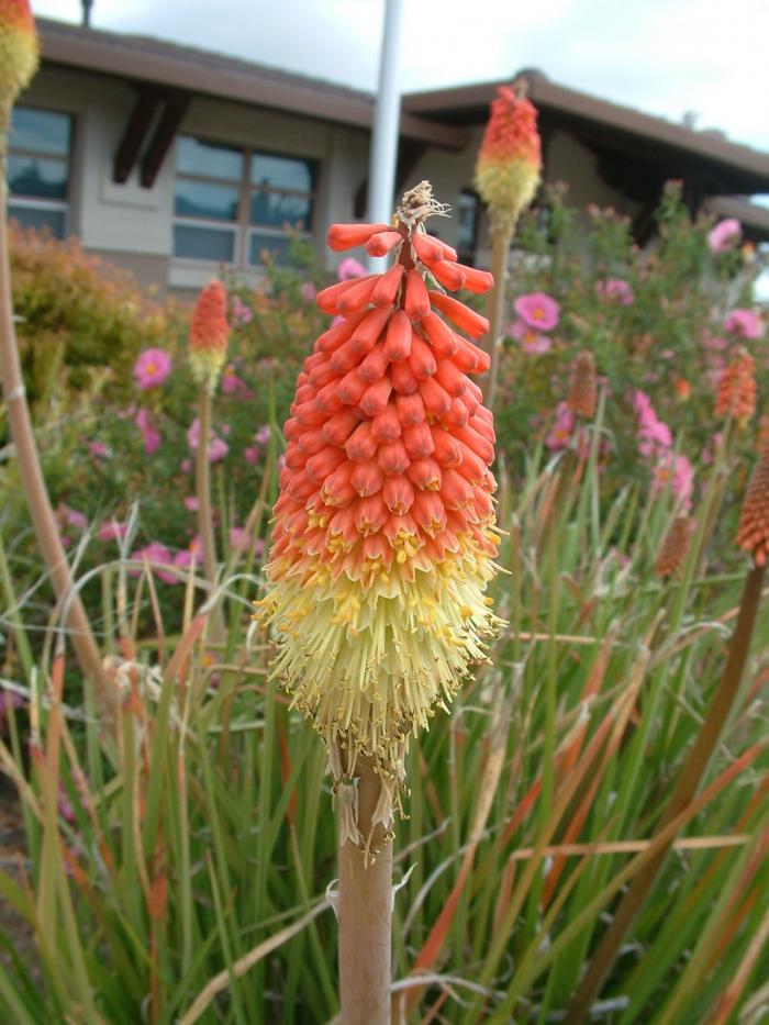 Plant photo of: Kniphofia uvaria