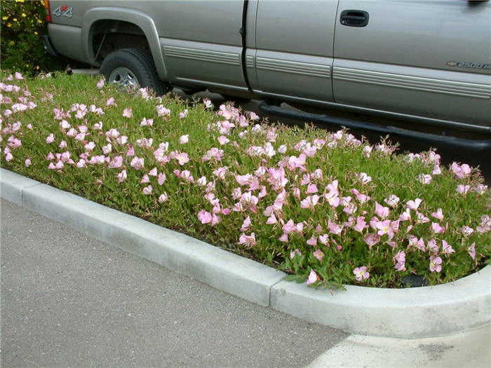 Plant photo of: Oenothera speciosa