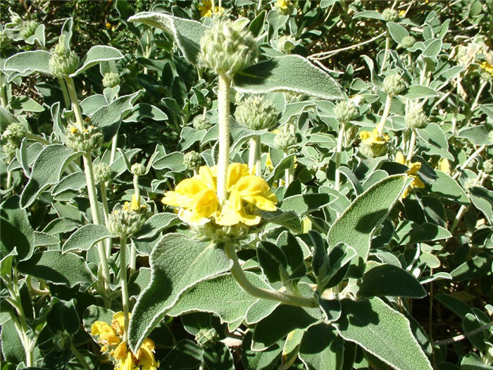 Plant photo of: Phlomis fruticosa