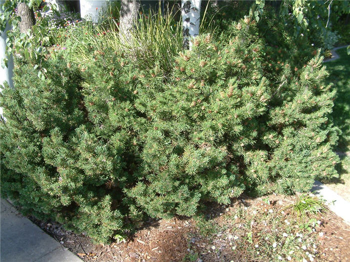 Plant photo of: Pinus mugo