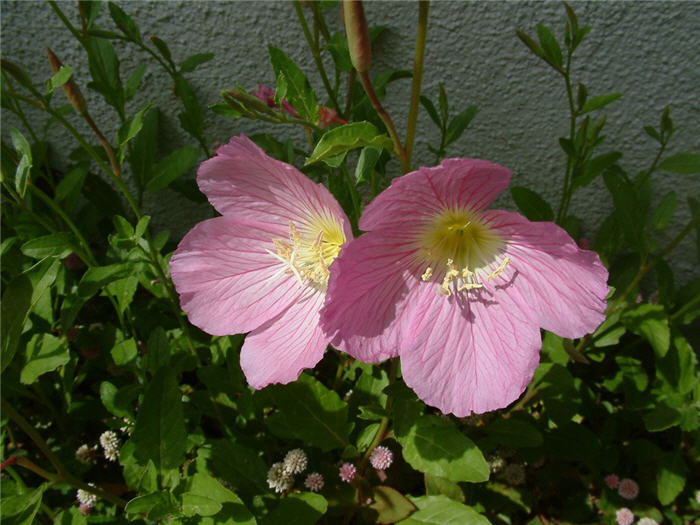 Plant photo of: Oenothera speciosa 'Siskiyou'