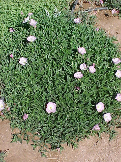 Plant photo of: Oenothera speciosa 'Siskiyou'