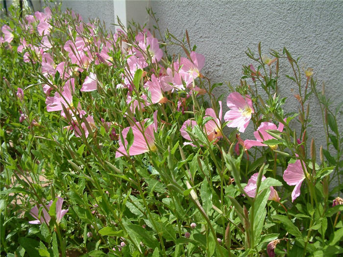 Plant photo of: Oenothera speciosa 'Siskiyou'