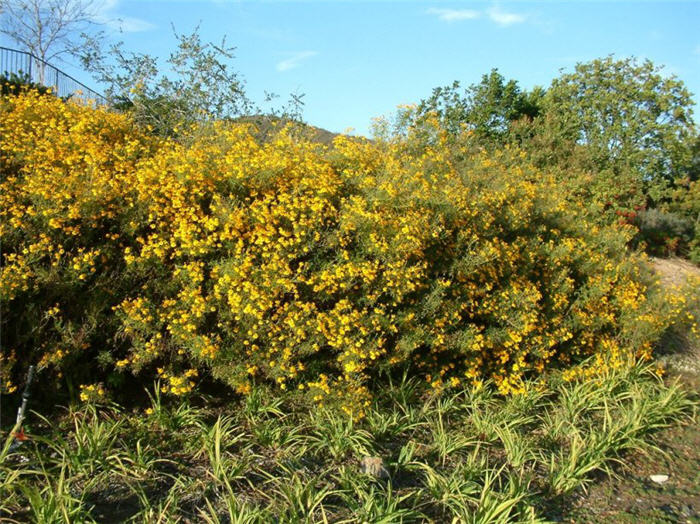 Plant photo of: Tagetes lemmonii