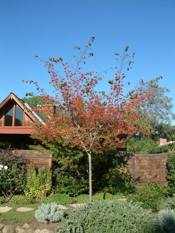 Plant photo of: Crataegus phaenopyrum