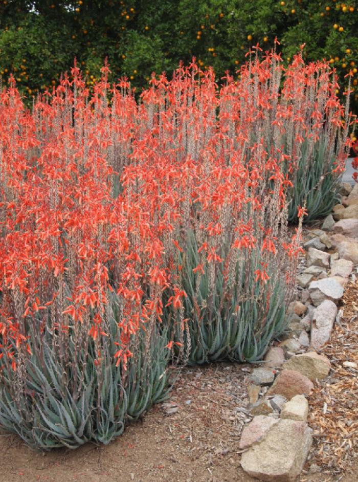 Plant photo of: Aloe 'Blue Elf'