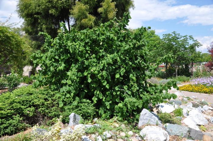 Plant photo of: Corylus avellana 'Contorta'