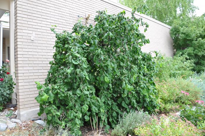 Plant photo of: Corylus avellana 'Contorta'