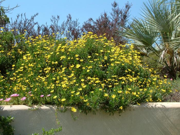 Plant photo of: Euryops pectinatus 'Viridis'