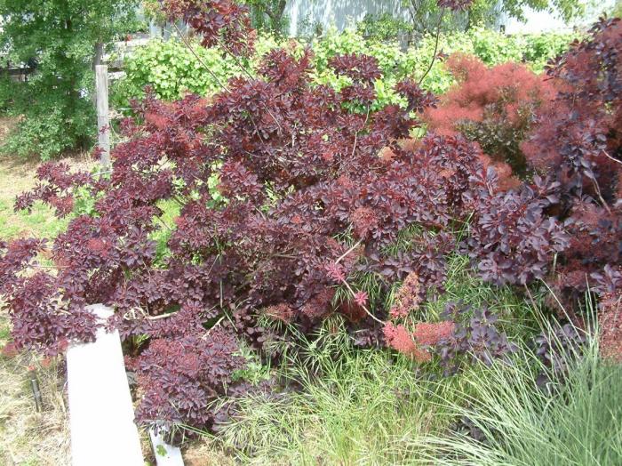 Plant photo of: Cotinus coggygria 'Purpureus'