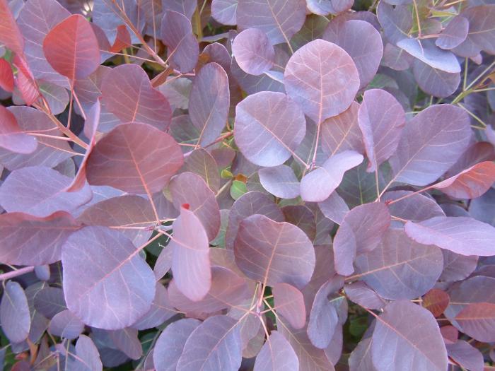 Plant photo of: Cotinus coggygria 'Purpureus'