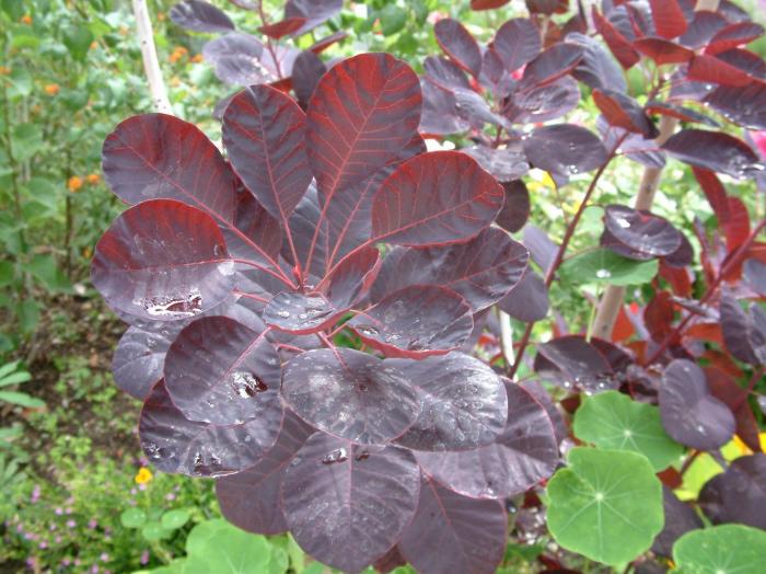 Plant photo of: Cotinus coggygria 'Purpureus'