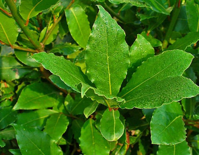 Plant photo of: Laurus nobilis