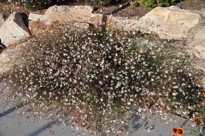 Plant photo of: Gaura lindheimeri 'Whirling Butterflies'