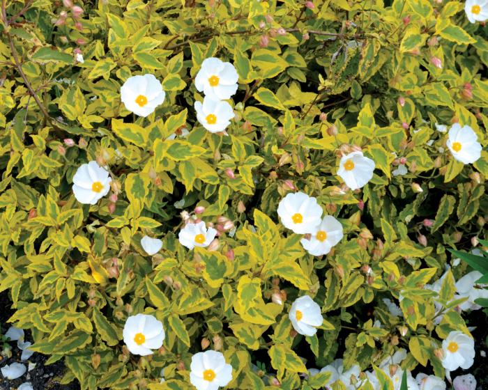 Plant photo of: Cistus 'Mickie'