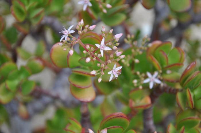 Plant photo of: Crassula ovata