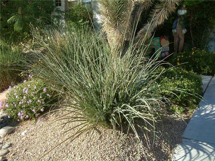 Plant photo of: Hesperaloe parviflora