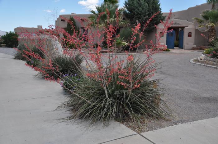 Plant photo of: Hesperaloe parviflora