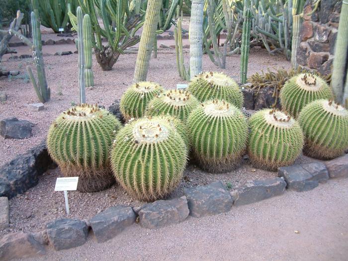 Plant photo of: Echinocactus grusonii