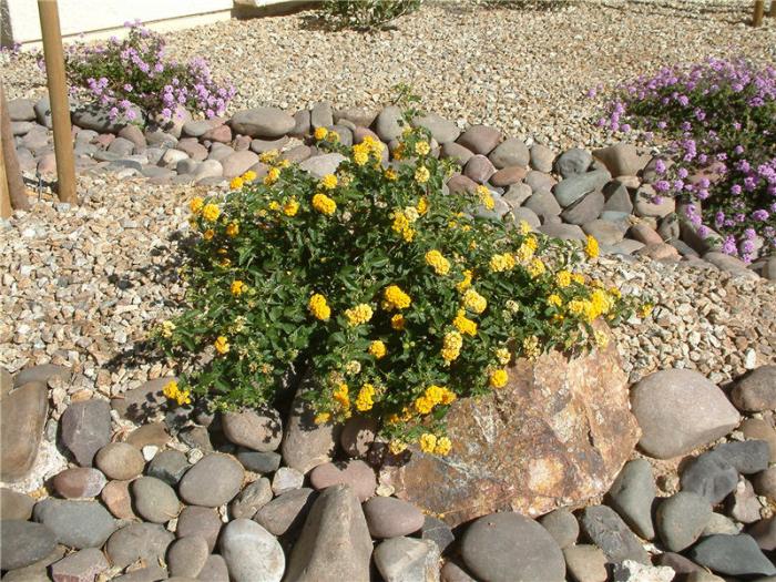 Plant photo of: Lantana 'New Gold'