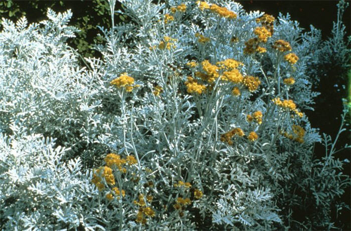 Plant photo of: Senecio cineraria