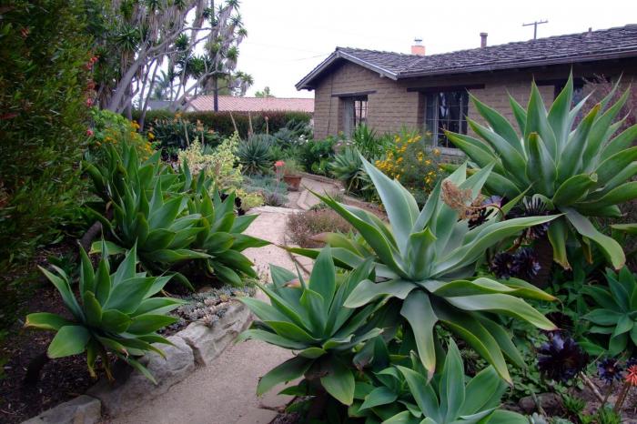 Plant photo of: Agave attenuata