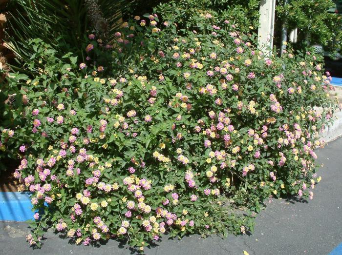 Plant photo of: Lantana 'Confetti'