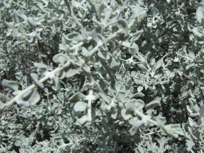 Plant photo of: Leucophyllum candidum 'Silver Cloud'