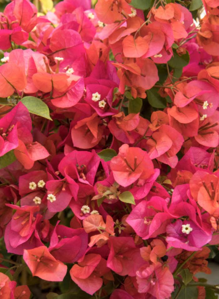 Plant photo of: Bougainvillea 'Camarillo Fiesta'