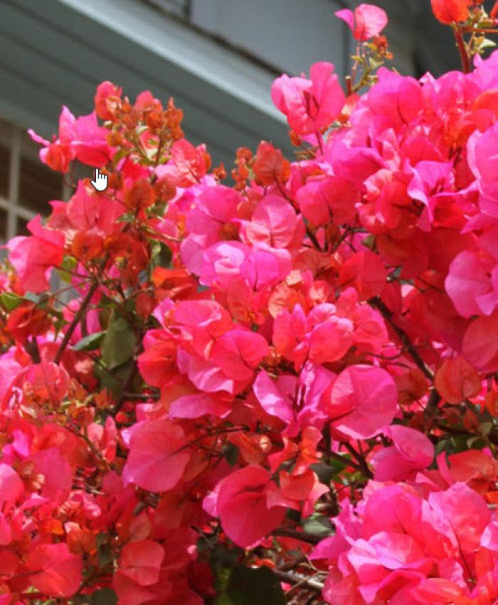 Plant photo of: Bougainvillea 'Camarillo Fiesta'