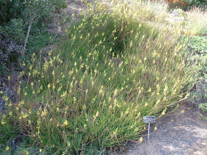 Plant photo of: Bulbine frutescens