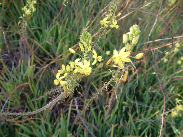 Plant photo of: Bulbine frutescens