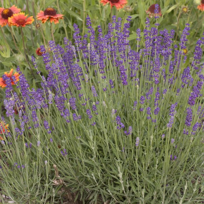 Plant photo of: Lavandula angustifolia 'Hidcote'