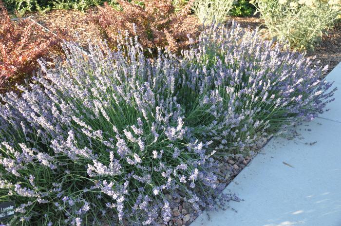 Plant photo of: Lavandula angustifolia 'Hidcote'