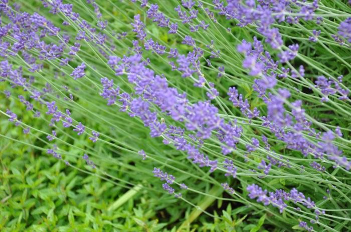 Plant photo of: Lavandula angustifolia 'Hidcote'