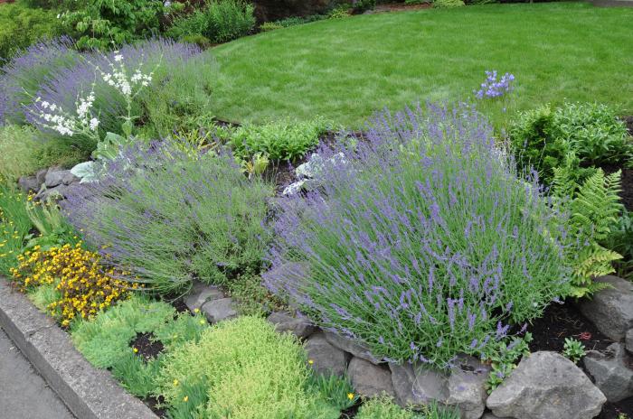 Plant photo of: Lavandula angustifolia 'Hidcote'