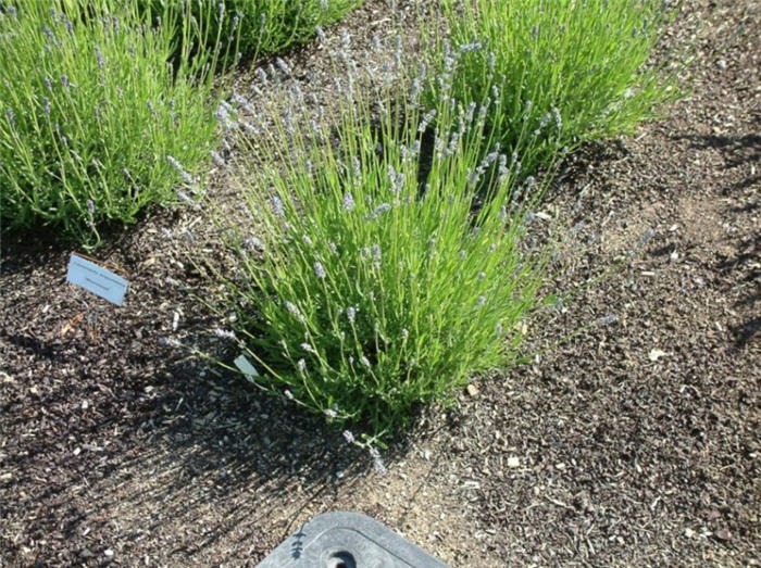 Plant photo of: Lavandula angustifolia 'Munstead'