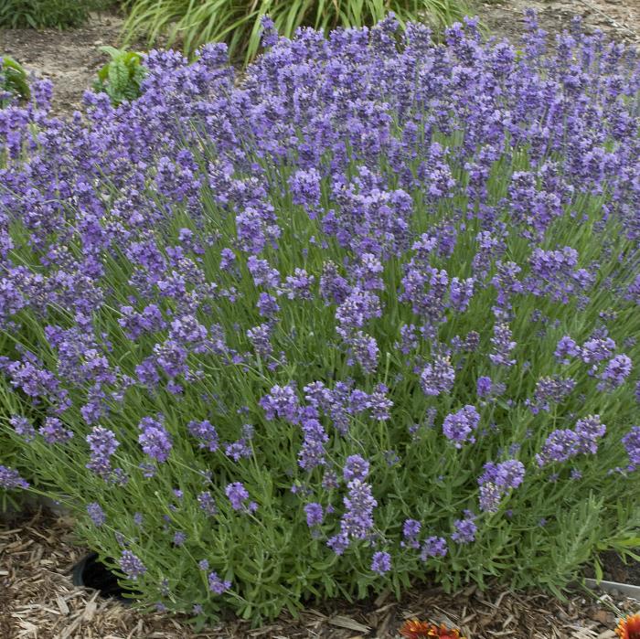 Plant photo of: Lavandula angustifolia 'Munstead'