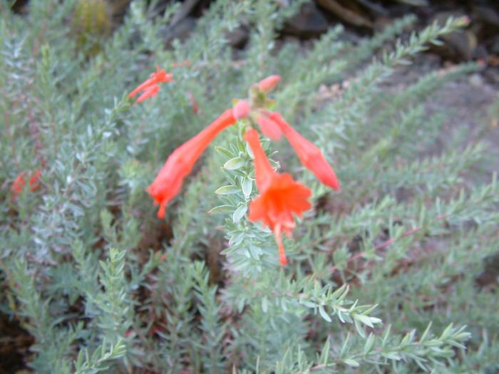 Plant photo of: Epilobium canum