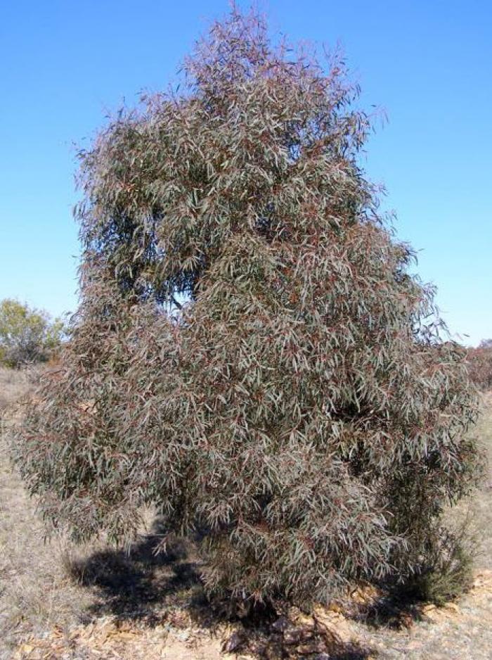 Plant photo of: Eucalyptus nicholii