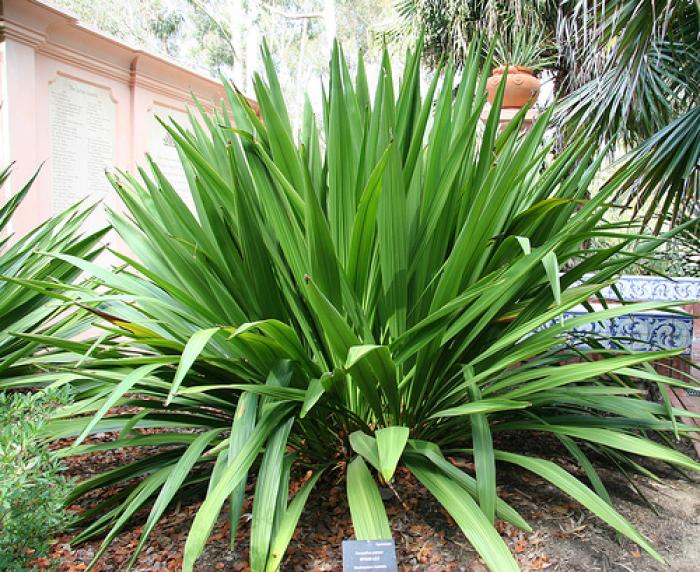 Plant photo of: Doryanthes palmeri