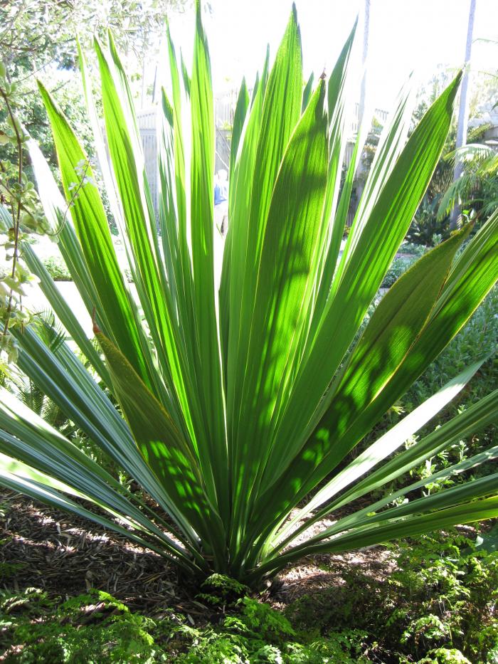 Plant photo of: Doryanthes palmeri