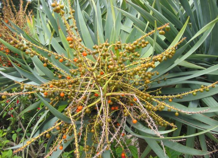 Plant photo of: Dracaena draco