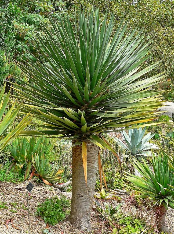 Plant photo of: Dracaena draco